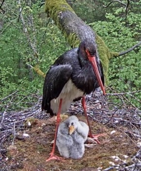 lietussargs.jpg