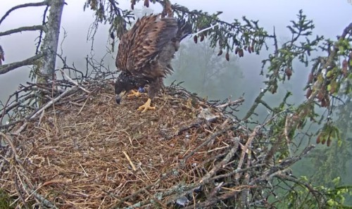 Screenshot 2015-06-05 06.03.15_līdz brokastam_2.jpg