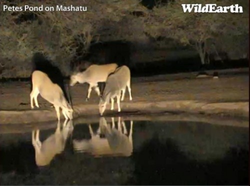 Mashatu_16_06_2.jpg