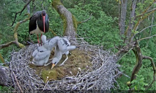Screenshot 2015-06-05 20.18.48-pamodināja.jpg