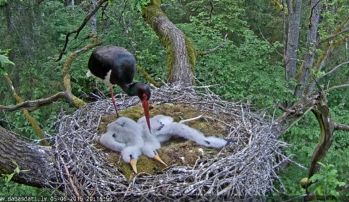 Screenshot 2015-06-05 20.17.04_kāja.jpg