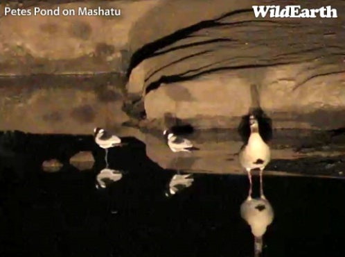 Mashatu_18_06_2.jpg