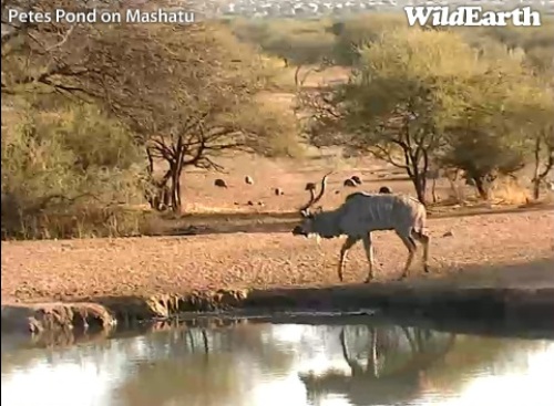 Mashatu_18_06_6.jpg