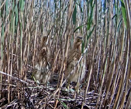 Līdzināties.jpg