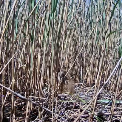 Paslēpes.jpg