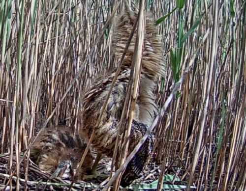 Pudeļbirste.jpg