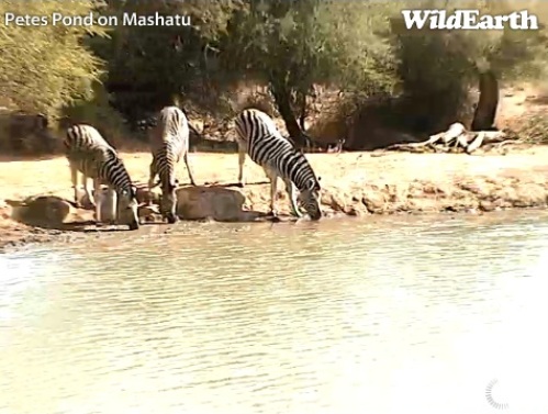 Mashatu_18_06_24.jpg