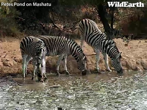 Mashatu_18_06_25.jpg