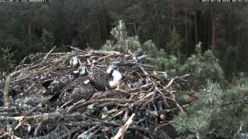 Kāds pārlidoja pār zivjērgļa ligzdu.jpg