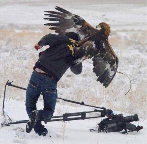 Eagle-attack.jpg