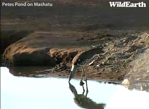 Mashatu_19_06_15.jpg