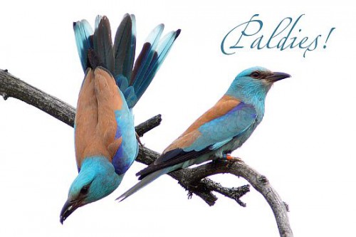 Paldies_Zalas_varnas_550.jpg