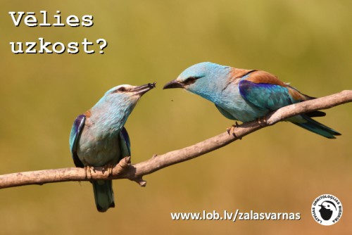 Vēlies uzkost?<br />www.lob.lv/zalasvarnas