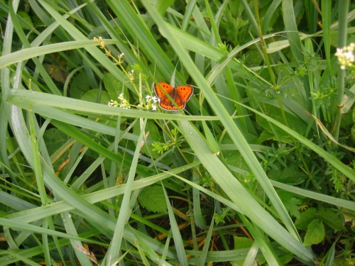IMG_8634.jpg