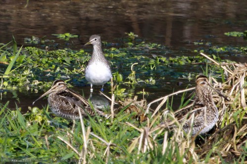 Snipe's (274).JPG