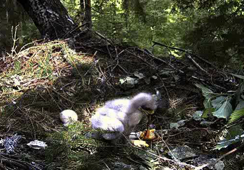 vlcsnap-2011-06-27-10h52m31s246.png