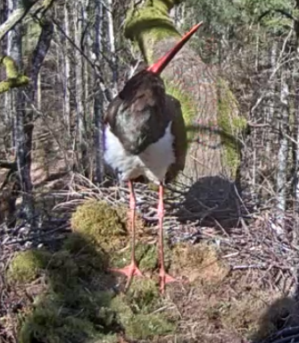 citas kājiņas.png