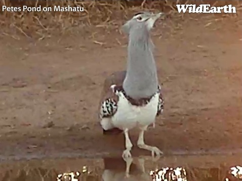 Mashatu_27_06_6.jpg