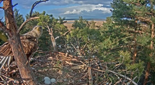 Igauņu juraserglis1.jpg