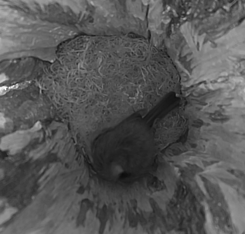 vlcsnap-2016-04-09-20h01m41s451.png