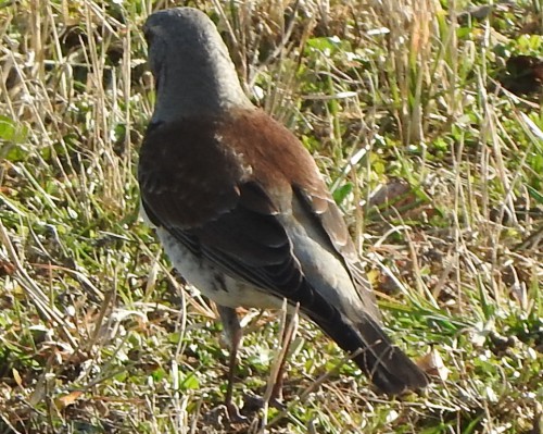 DSCN0375.JPG