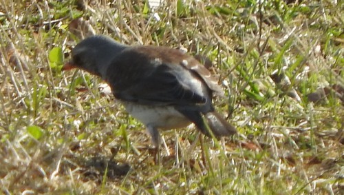 DSCN0376.JPG