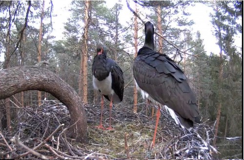 igauņu melnais stārķis1.jpg