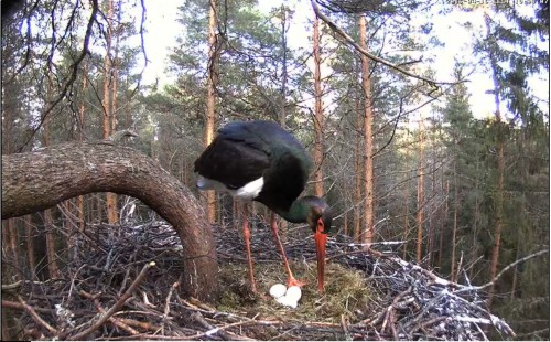 igauņu melnais stārķis3.jpg