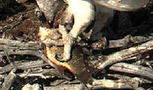 Copy of Somi_28_06_2.JPG