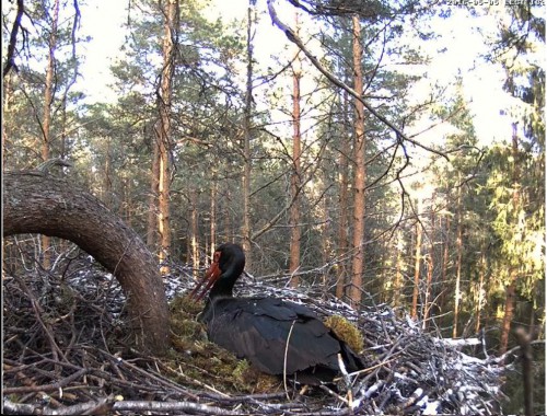 igauņu melnais stārķis4.jpg