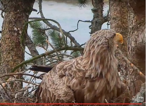 juras erglis Norvēģijā.jpg