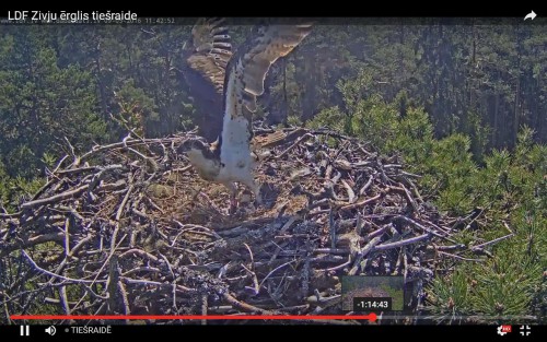 azivjerglis25.JPG
