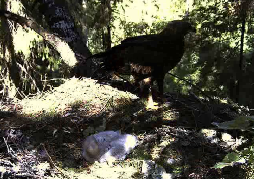 vlcsnap-2011-06-29-11h07m28s189.png