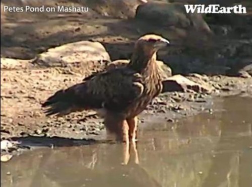 Mashatu_29_06_2.JPG