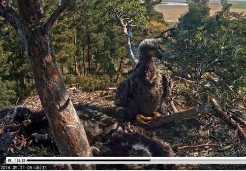 kāds es smuks.jpg