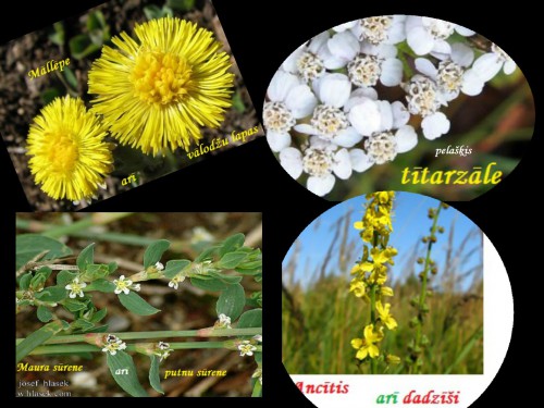 www.kizoa.com_collage_2016-06-23_13-31-46.jpg