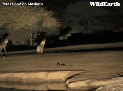 Mashatu_03-07_4.jpg