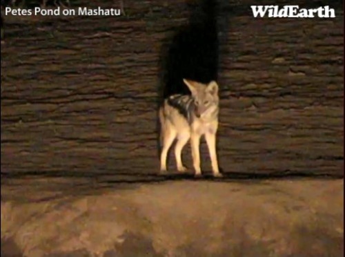 Mashatu_03-07_5.jpg