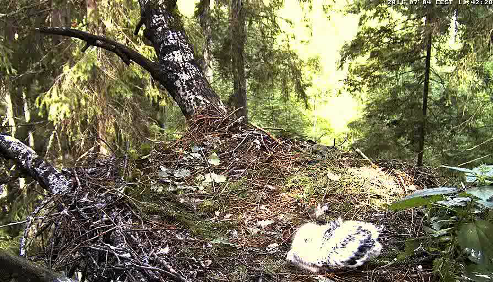 vlcsnap-2011-07-04-11h41m07s154.png