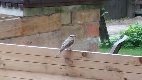IMG-20160712-WA0001.jpg