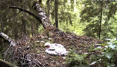 vlcsnap-2011-07-05-18h25m34s34.png