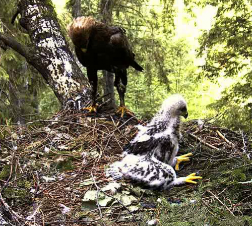 vlcsnap-2011-07-08-12h05m03s234.png