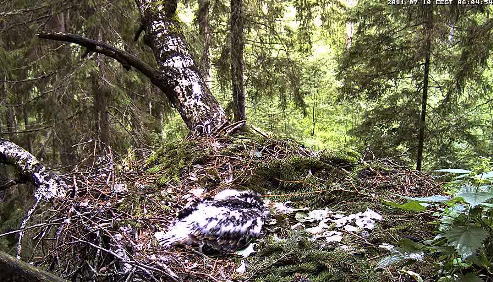 vlcsnap-2011-07-10-06h05m42s18.png