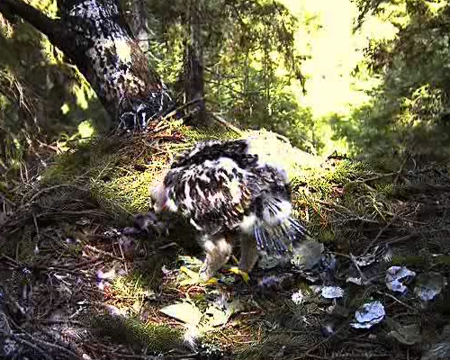 vlcsnap-2011-07-10-11h34m55s227.png