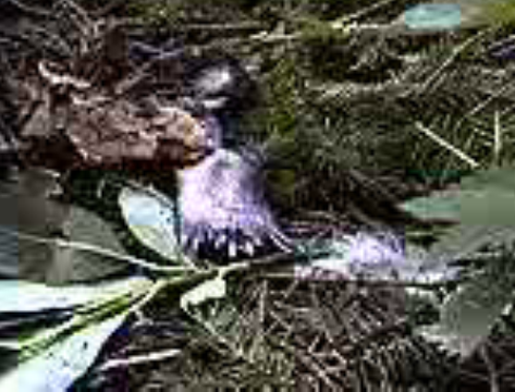 vlcsnap-2011-07-14-15h21m11s124.png