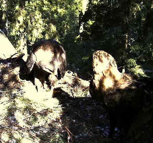 vlcsnap-2011-08-05-10h39m57s45.png