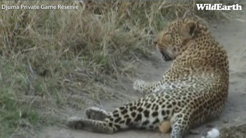Safari_30_08_11_11.jpg