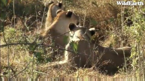 Safari_14_07_rits2.jpg
