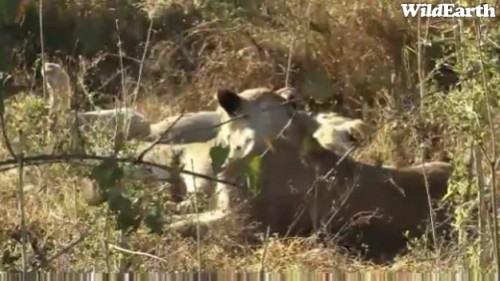 Safari_14_07_rits3.jpg