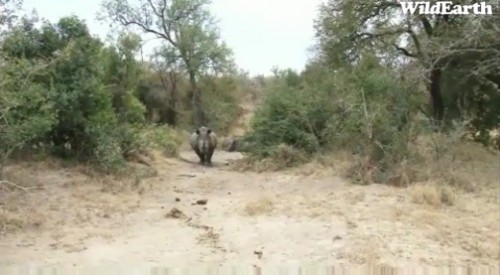 Safari_10_07_vakars13.jpg